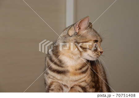 右向きの横顔猫のアメリカンショートヘアシルバーパッチドタビーの写真素材