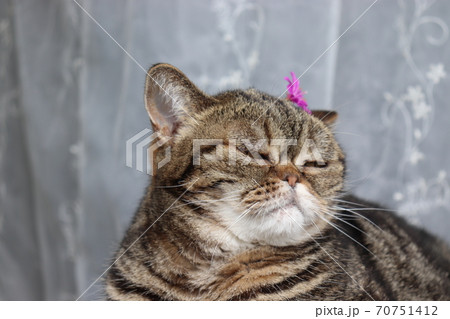 ピンクの花を乗せたぶさかわ鼻ぺちゃ猫のアメリカンショートヘアブラウンタビーの写真素材