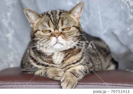 面倒くさいふてくされた表情の猫のアメリカンショートヘアブラウンタビーの写真素材