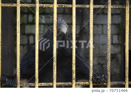 Bear in a cage. Wild animal in captivity. Bear in a cage. Wild animal in captivity. 70751466