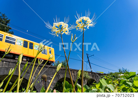 三重県いなべ市 北勢線のめがね橋を通り過ぎる黄色い電車と白い彼岸花 三重県いなべ市 北勢線のめがね橋を通り過ぎる黄色い電車と白い彼岸花 70752025
