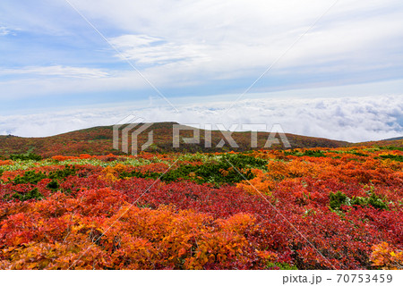栗駒山の紅葉 70753459