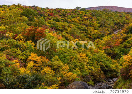 栗駒山の紅葉 栗駒山の紅葉 70754970