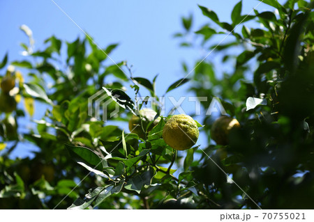 色づき始めた柚子 70755021