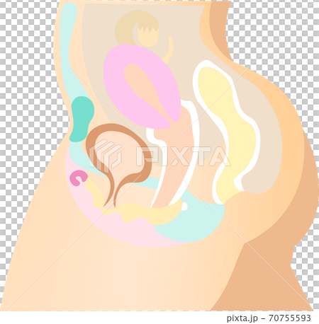 女性生殖器系　5　イラスト 70755593