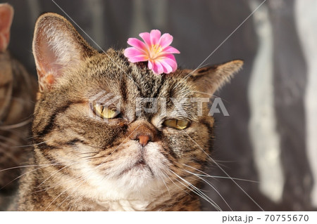 ピンクの花がとても似合うふてくされた猫のアメリカンショートヘアブラウンタビーの写真素材