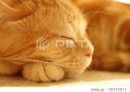 オレンジ色に染まる日差しの中の猫のアメリカンショートヘアレッドタビーの写真素材