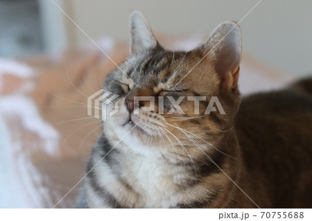 眩しくて目を閉じる表情の猫のアメリカンショートヘアブルータビー 眩しくて目を閉じる表情の猫のアメリカンショートヘアブルータビー 70755688