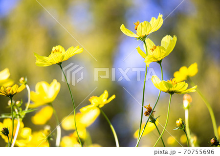 快晴の空の下 秋風に揺れるキバナコスモスの花 快晴の空の下 秋風に揺れるキバナコスモスの花 70755696