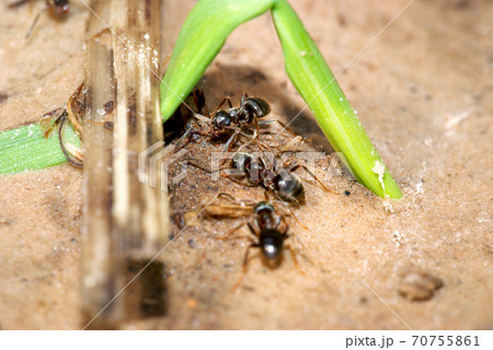 Closeup of black garden ants 70755861