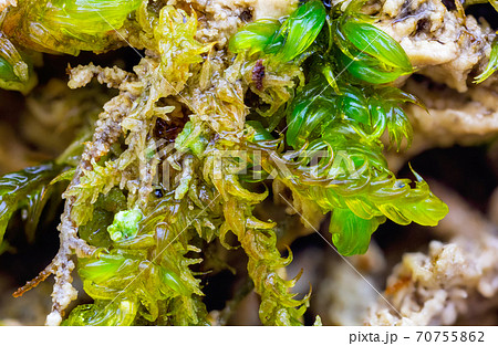 Closeup of moss plants covered by calcareous sinter 70755862