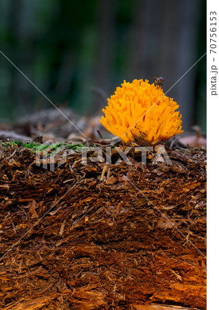 Organic layer and topsoil of a Vertisol Organic layer and topsoil of a Vertisol 70756153