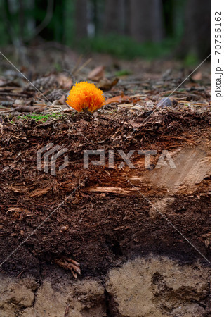 Organic layer and topsoil of a Vertisol 70756162