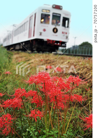 貴志川線の秋  和歌山電鉄貴志川線　伊太祁曽駅付近 70757100