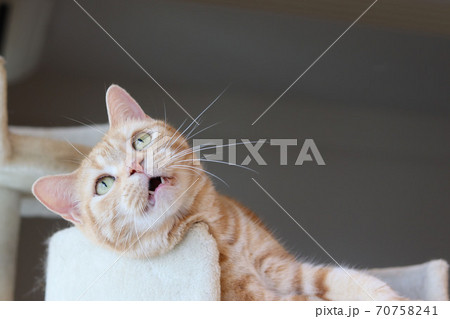 口を開けて偉そうな態度の雰囲気の猫のアメリカンショートヘアレッドタビーの写真素材