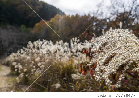 【嵐山渓谷】太陽の光に透ける薄の穂/埼玉県比企郡嵐山町 【嵐山渓谷】太陽の光に透ける薄の穂/埼玉県比企郡嵐山町 70758477