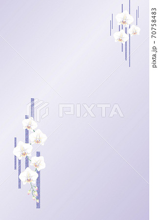 胡蝶蘭カード2 70758483