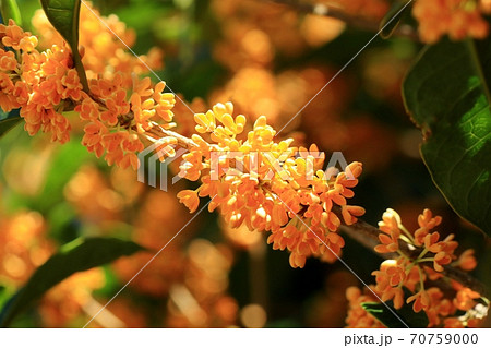 秋の木の花 きんもくせいの花 金木犀 山田池公園の写真素材