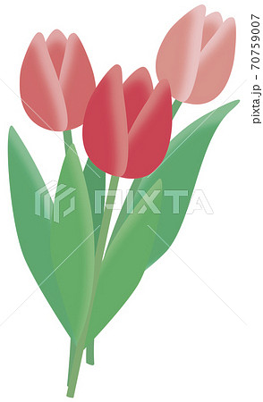チューリップのイラスト素材