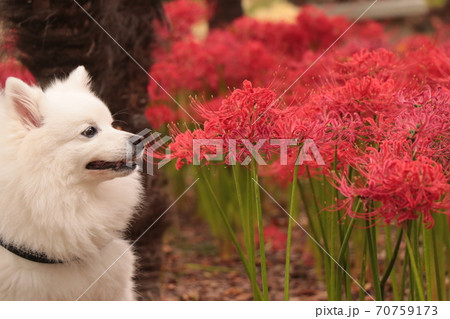 彼岸花と横向きの日本スピッツ 70759173
