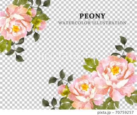 粉色牡丹花相框 70759257