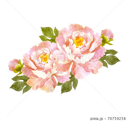ピンクの牡丹の花 水彩画のイラスト素材