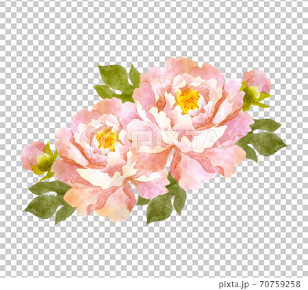 ピンクの牡丹の花　水彩画 70759258