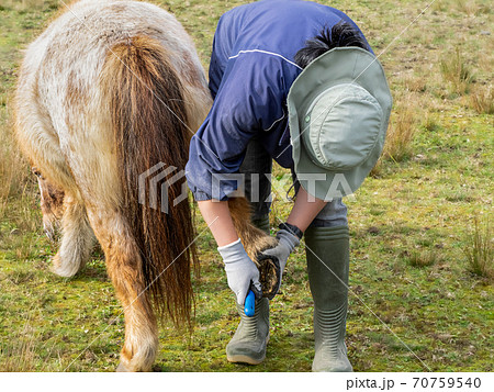 ポニー 手入れ 馬 ポニー 手入れ 馬 70759540
