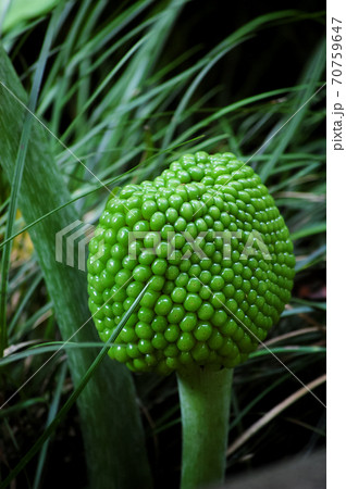 緑色の粒が集まった植物のつぼみ 70759647