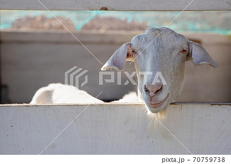 ヤギ Goat 北海道 千歳市 箱根牧場 ヤギ Goat 北海道 千歳市 箱根牧場 70759738