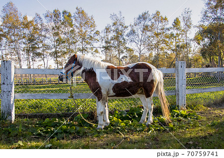 馬 Horse	北海道 千歳市 箱根牧場 70759741