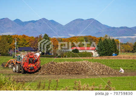 テンサイの収穫風景 70759830