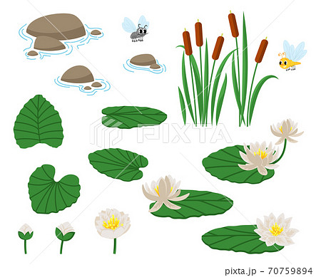 Swamp vector set 70759894