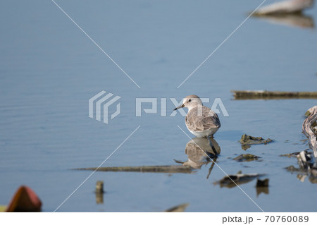 秋期、渡り途中にハス田に立ち寄ったオジロトウネン 秋期、渡り途中にハス田に立ち寄ったオジロトウネン 70760089