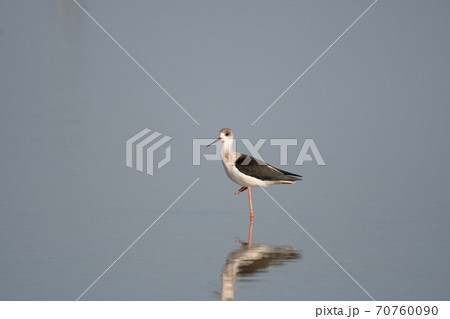 秋期、渡り途中にハス田に立ち寄ったセイタカシギ01 70760090