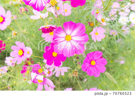 街道に咲き誇る秋桜 コスモス 繚乱の写真素材
