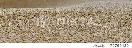 Panoramic of the mound of barley grains. With a wavy surface. 70760489