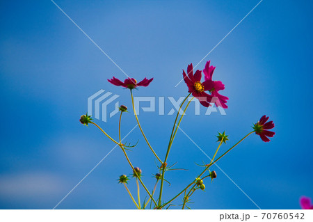 青空に咲くコスモスの花　岡山県岡山市東区 70760542