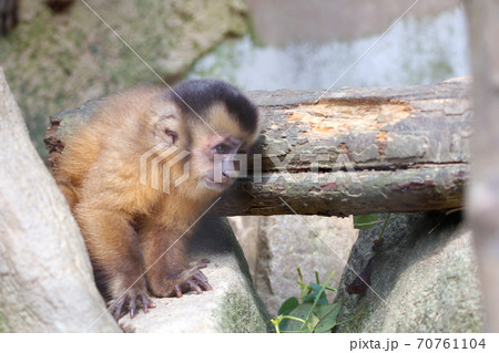 フサオマキザル フサオマキザル 70761104