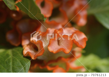 Twisted Orange Cockscomb 70761213