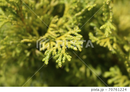 Hinoki cypress Nana Gracils Hinoki cypress Nana Gracils 70761224