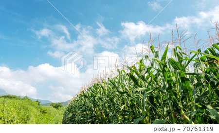 蒜山高原のトウモロコシ畑 70761319