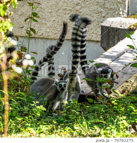 The ring-tailed lemur,Lemur catta with white ringed tail is the most known lemur The ring-tailed lemur,Lemur catta with white ringed tail is the most known lemur 70762275