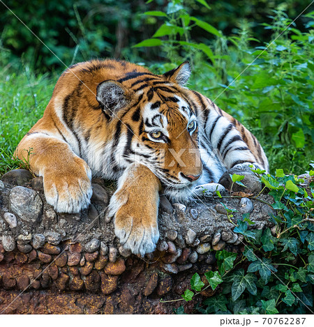 The Siberian tiger,Panthera tigris altaica in a park The Siberian tiger,Panthera tigris altaica in a park 70762287