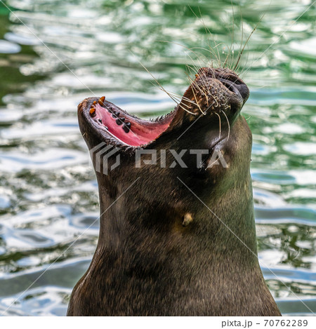The South American sea lion, Otaria flavescens in the zoo The South American sea lion, Otaria flavescens in the zoo 70762289