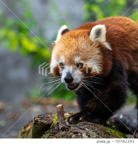 The red panda, Ailurus fulgens, also called the lesser panda. 70762291