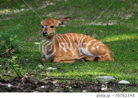 Baby Nyala Antelope - Tragelaphus angasii. Wild life animal. Baby Nyala Antelope - Tragelaphus angasii. Wild life animal. 70762348