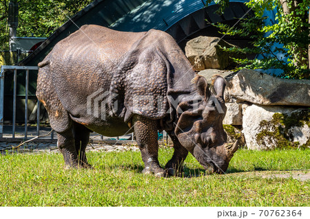 The Indian Rhinoceros, Rhinoceros unicornis aka Greater One-horned Rhinoceros 70762364