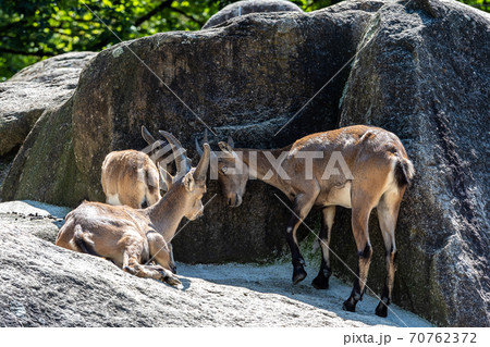 Male mountain ibex or capra ibex on a rock 70762372