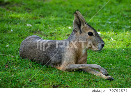 Patagonian Mara, Dolichotis patagonum are large relatives of guinea pigs Patagonian Mara, Dolichotis patagonum are large relatives of guinea pigs 70762375